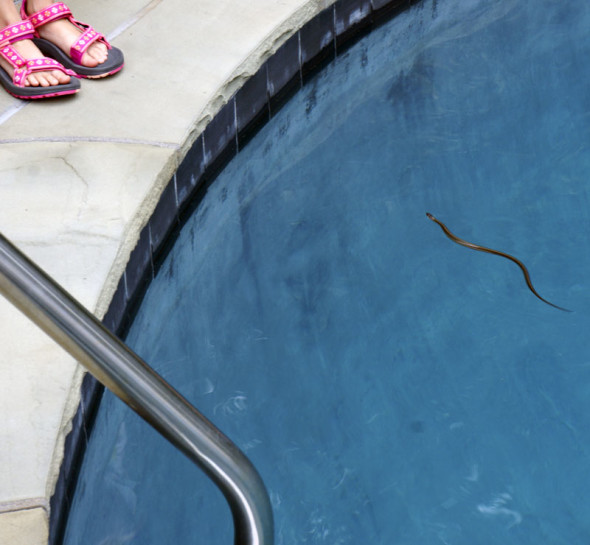 garden snake in pool