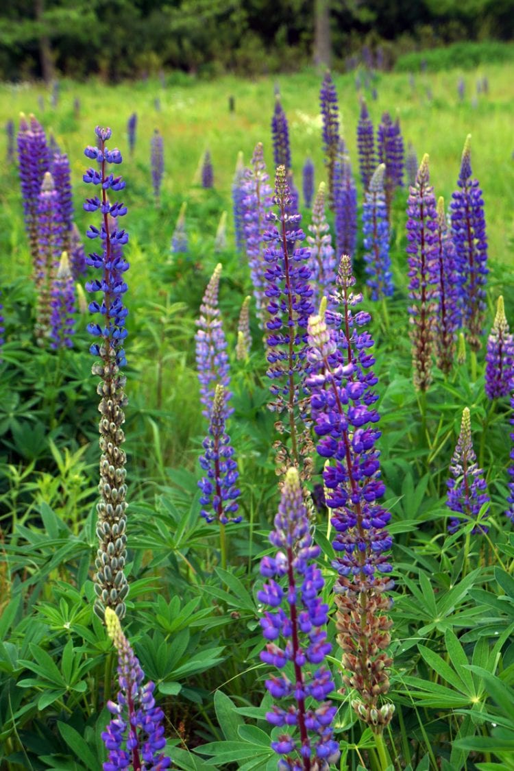 Lupines