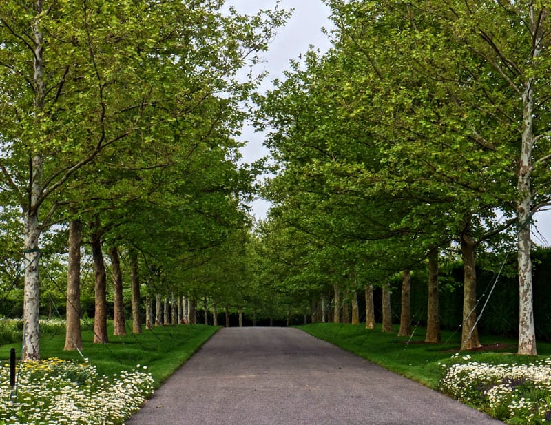 Olde Towne London Plane tree drive