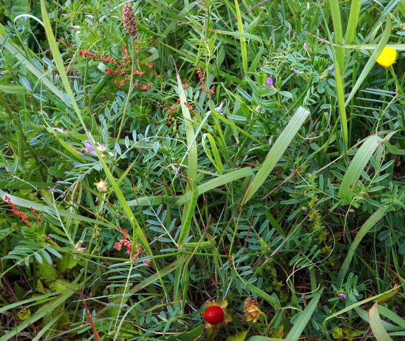 Wild strawberry amid wild flowers