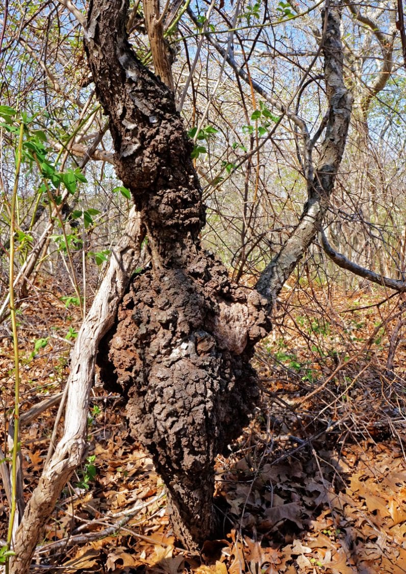 deformed tree trunk Camp Hero