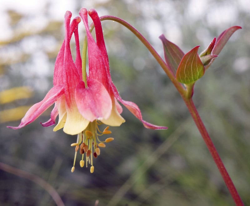 Wild Columbine