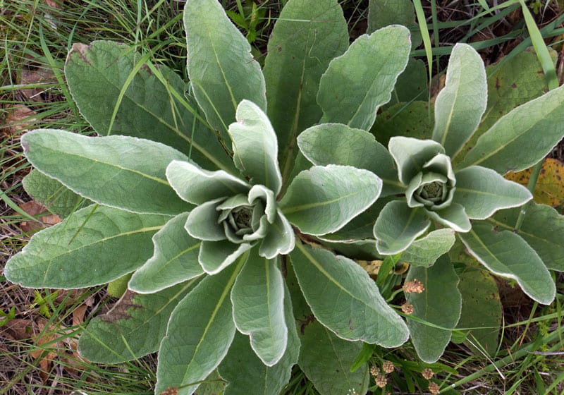 Plant in Old Town meadow