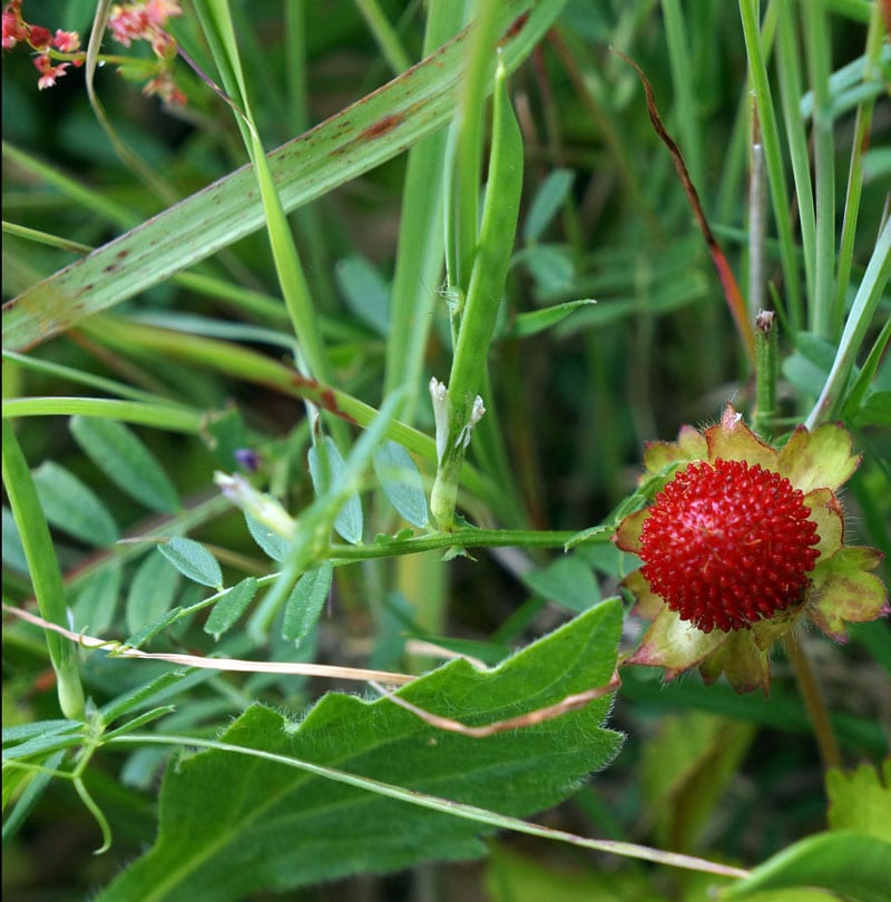 wild strawberry