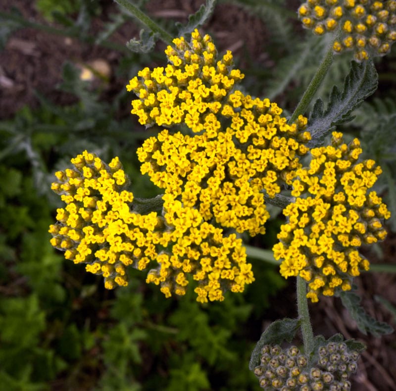 Yellow flower clusters