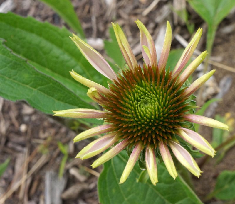 coneflower