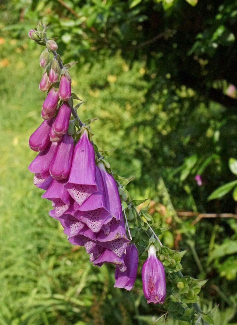 Foxglove in English garden