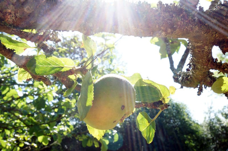 sun rays on apple