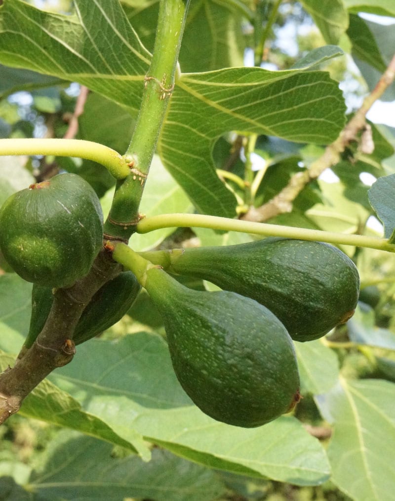 figs ripening