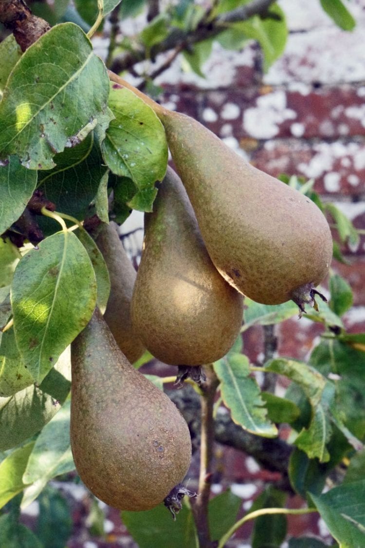 pears in walled garden