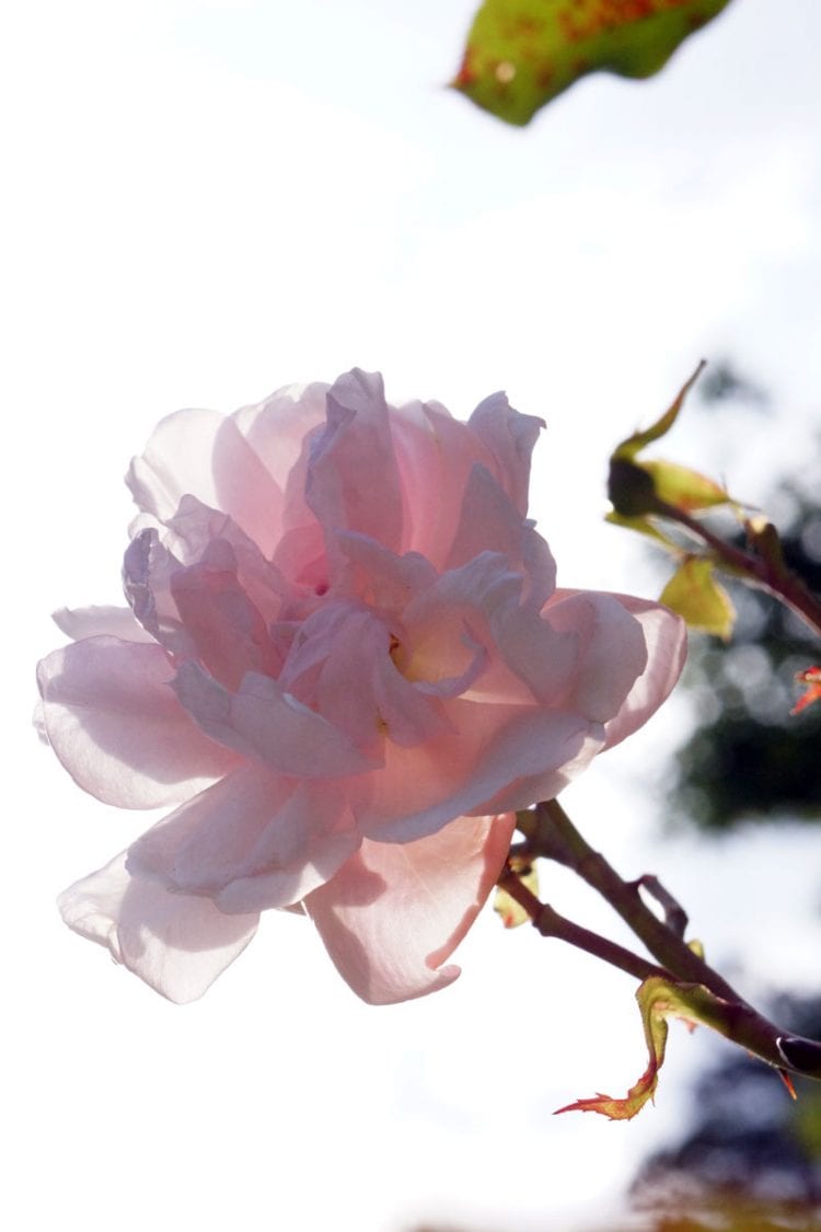 Sunlight through pink rose