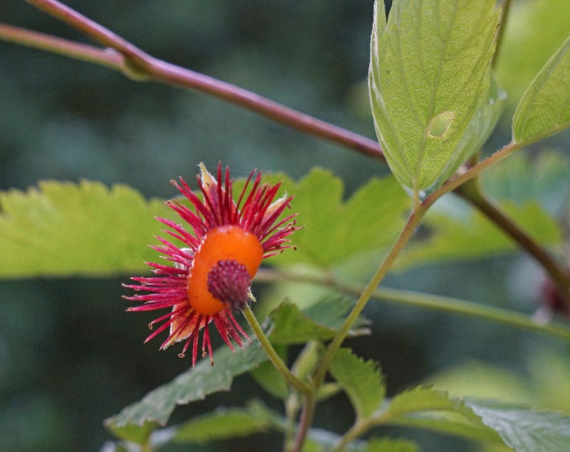 Flower with spike and fruit