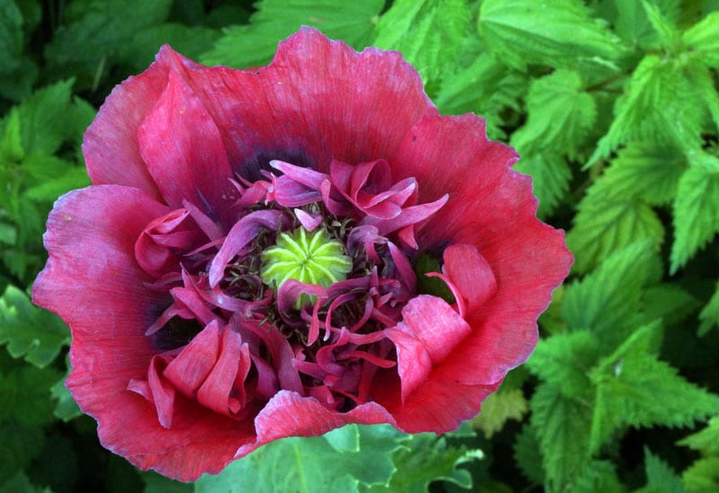 red flower