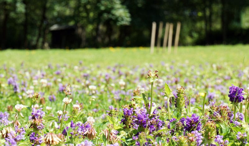 wqild flowers next cricket pitch