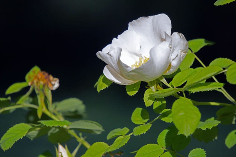 White rose wilting