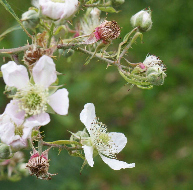 bramble flowers