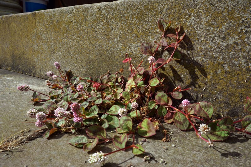 flowering plant stone step