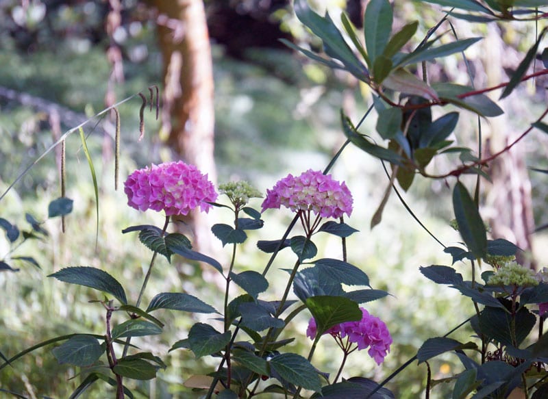 Hydrangea bush with background trees