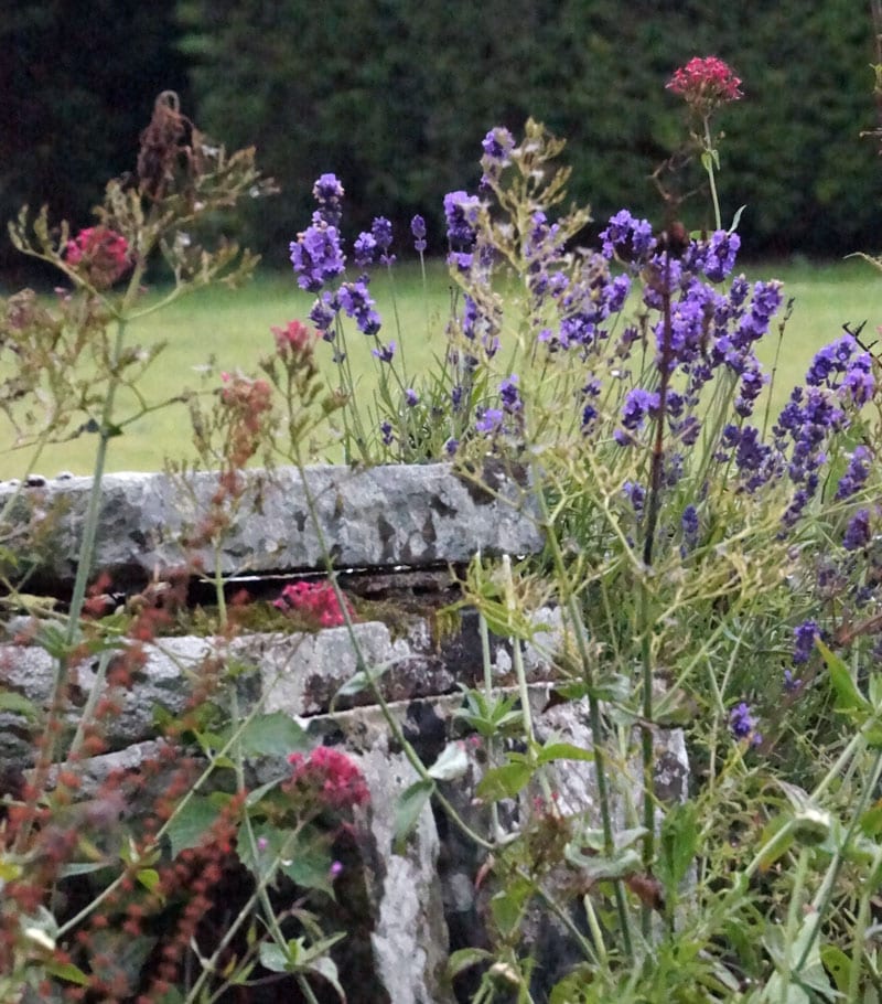 Flowers and old stone wall