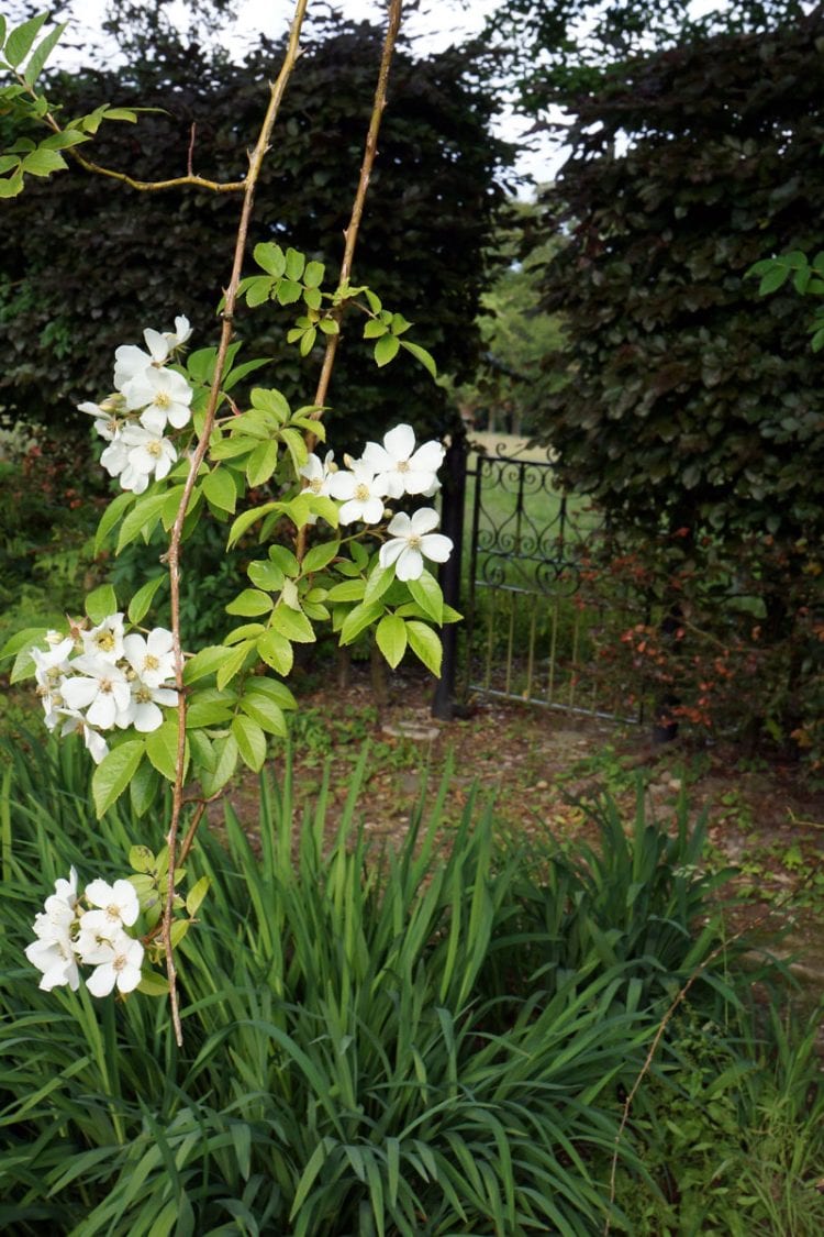 Wild white roses and gate