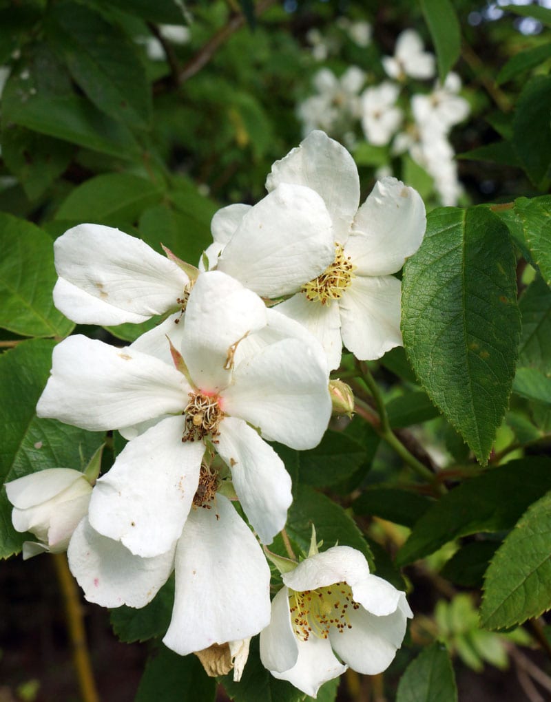 wild white roses