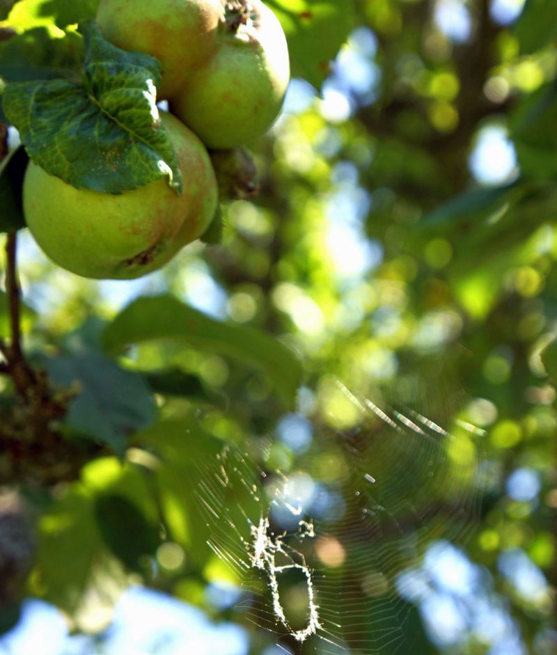 apple and spider web