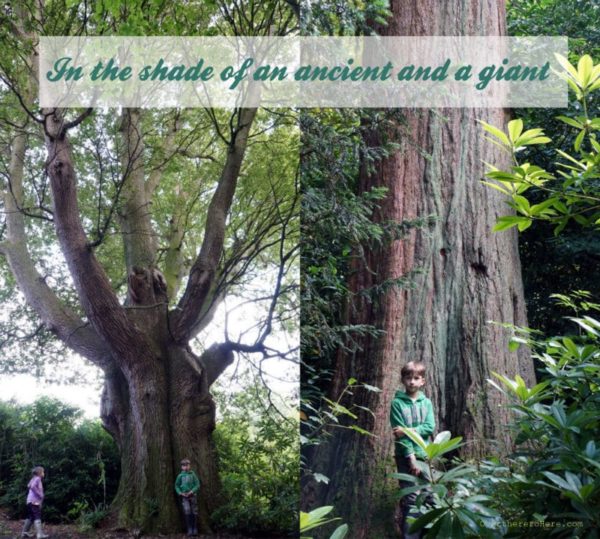 in the shade giant english oak and giant redwood