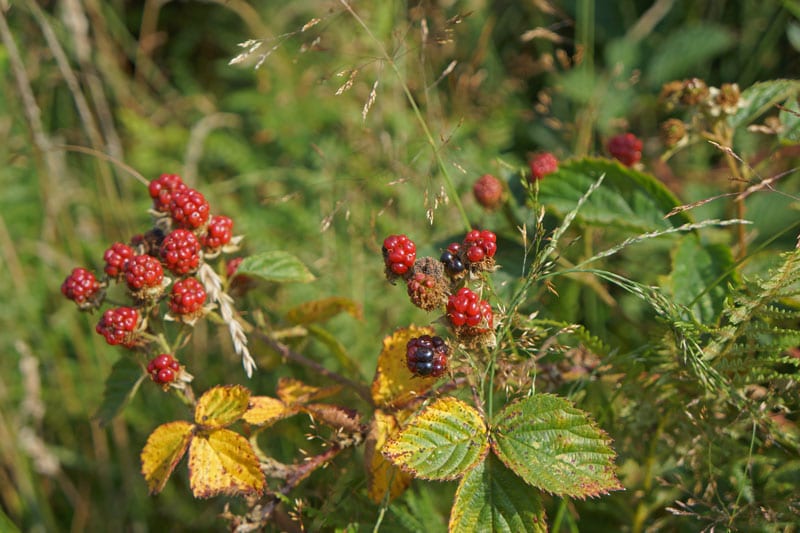 Unripe blackberries in Ashdown Forest