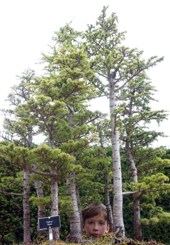 looking at the bonsai