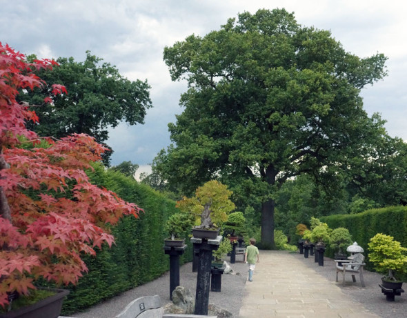 Bonsai lane RHS Garden Wisley