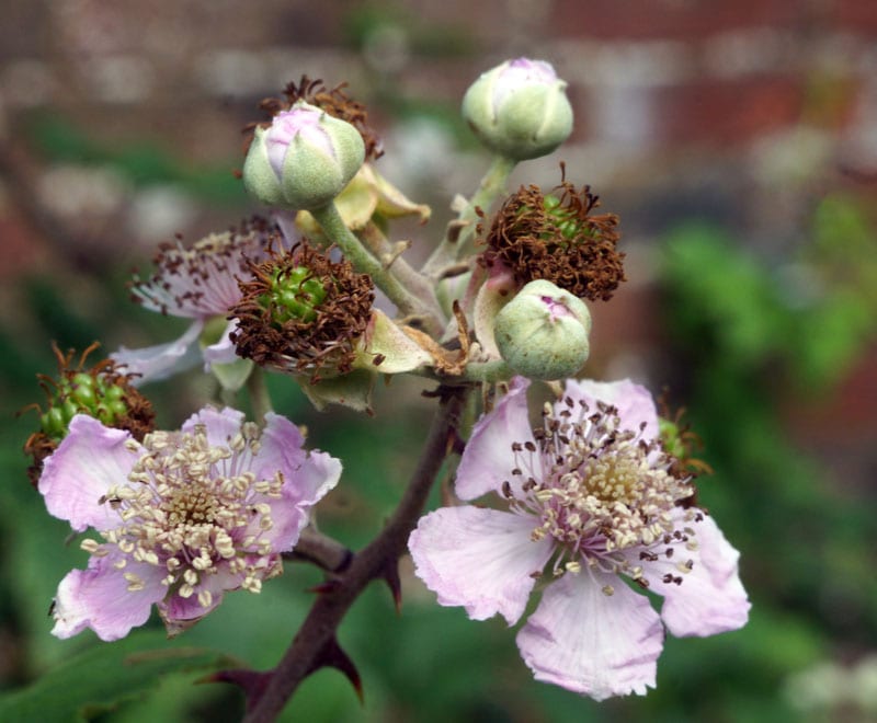 bramble flowers