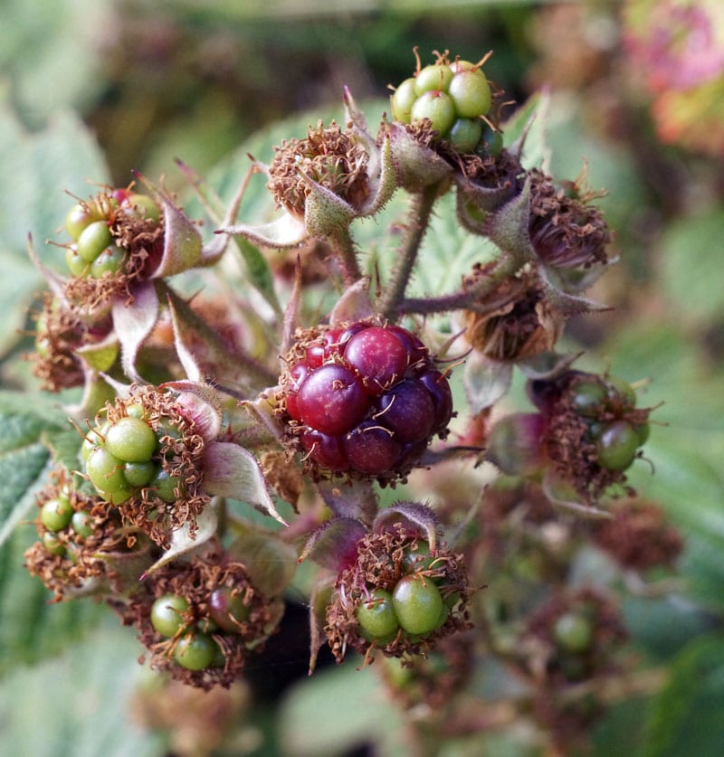 Ripening fruit on bramble