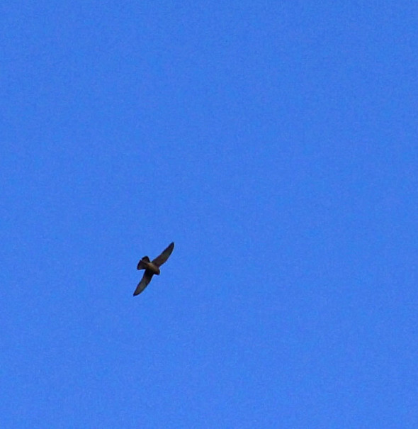 Buzzard flying in sky