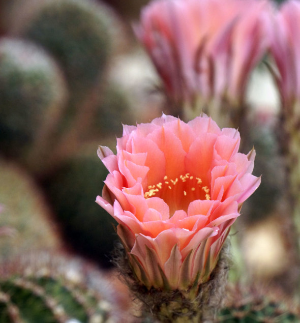 cactus flower