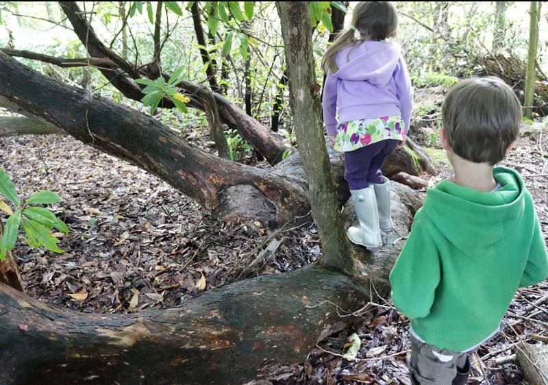 Rhododendrum and kids