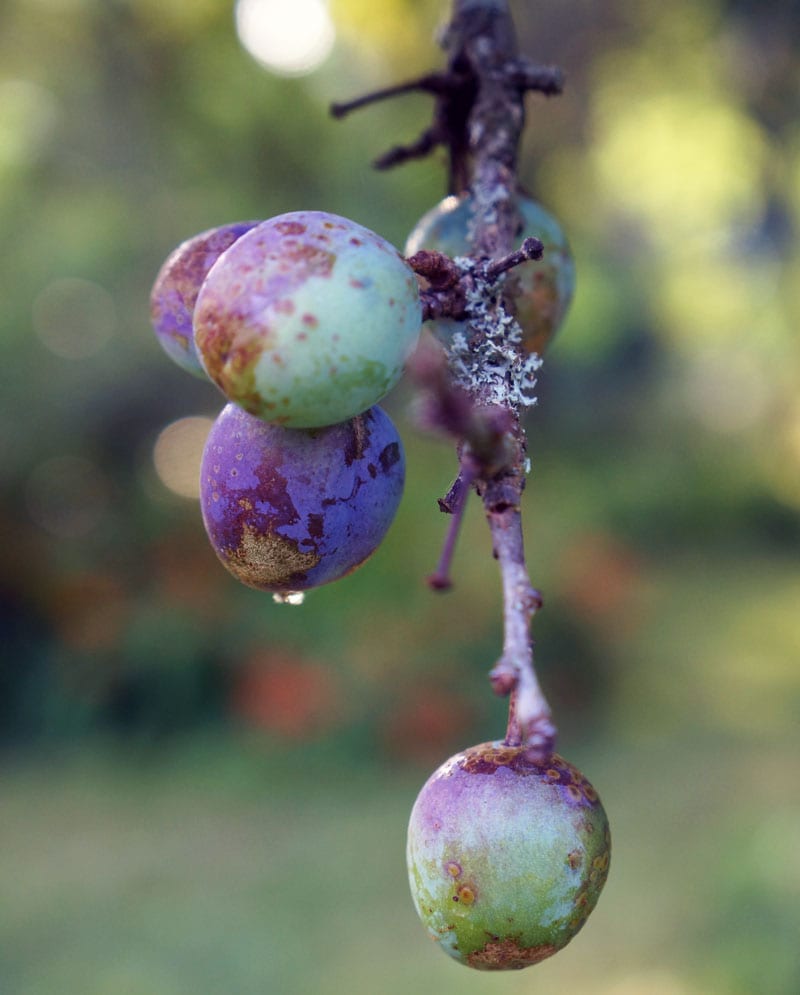 ripening damson fruit