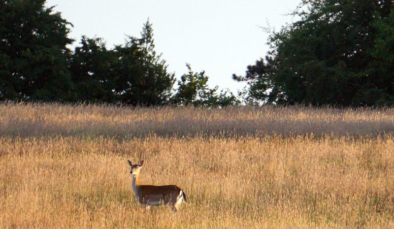 deer in field