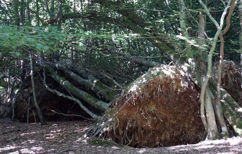 Fallen trees