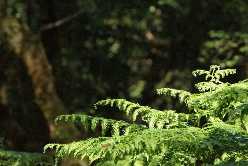 Light on ferns