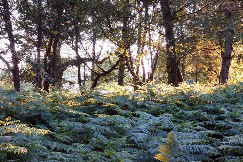 Ferns in woods