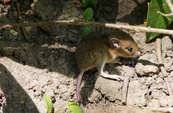 Baby field mouse