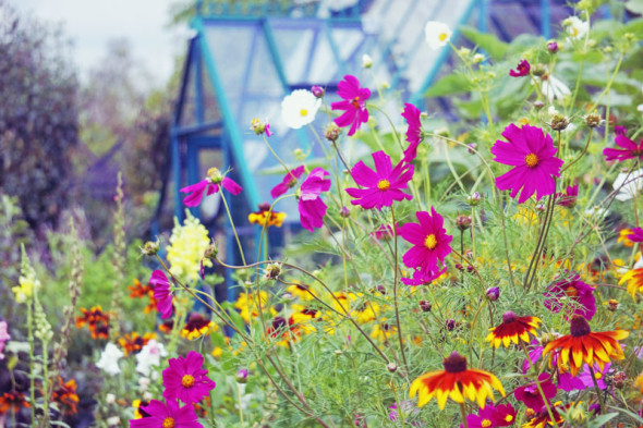 flowers and greenhouse at RHS Wisley