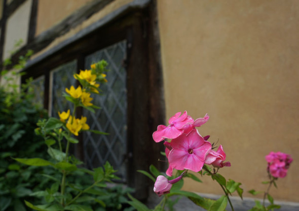 flowers at the Priest House