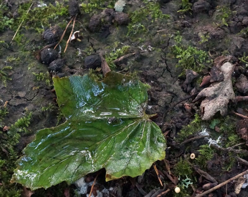 fallen leaf with rainwater