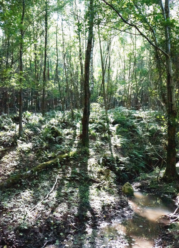sunlight shining through woods