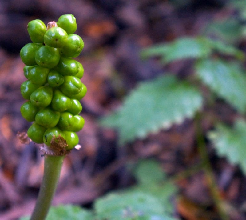 Berries on a Lords and Ladies