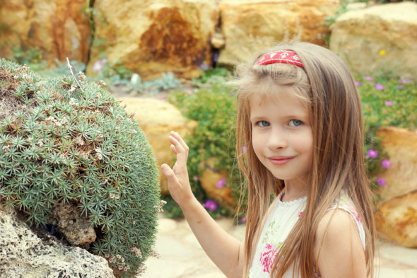 luce and alpine plant