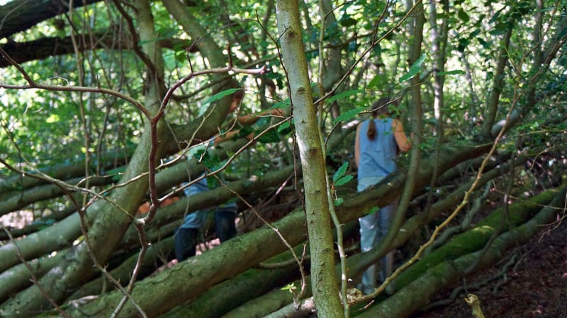 Fallen trees playground in woods