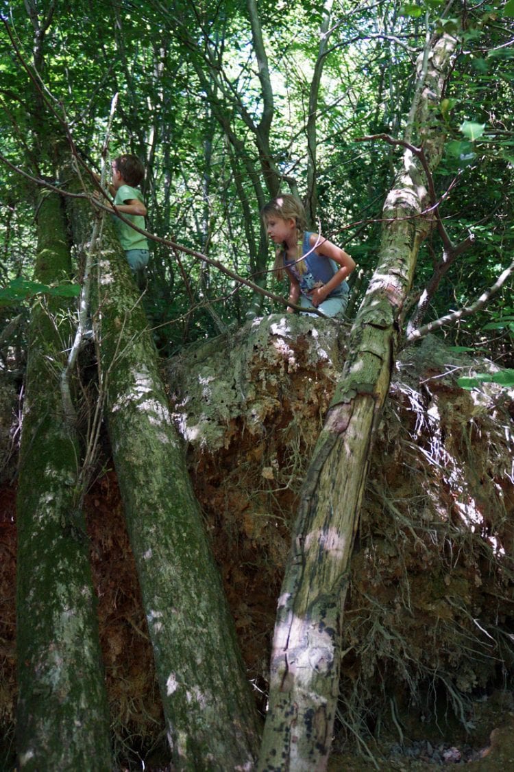 Climbing on fallen trees