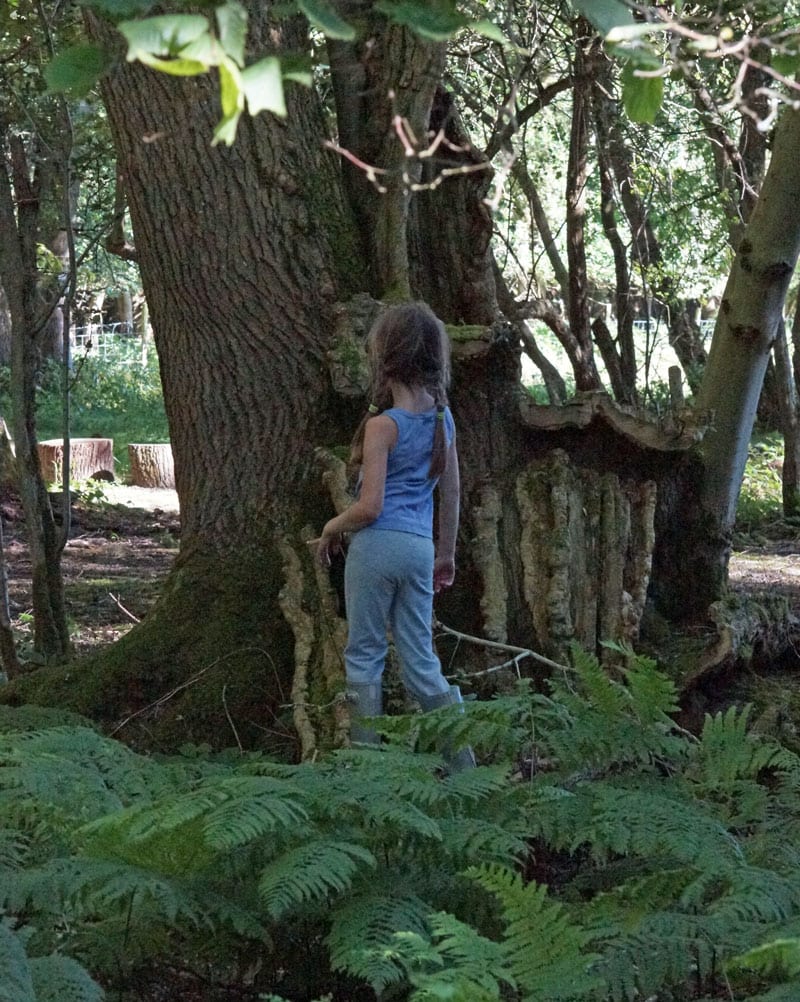 Looking at tree trunk